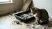 ¿Con qué frecuencia debes limpiar el arenero de tu gato? | Foto: gemini