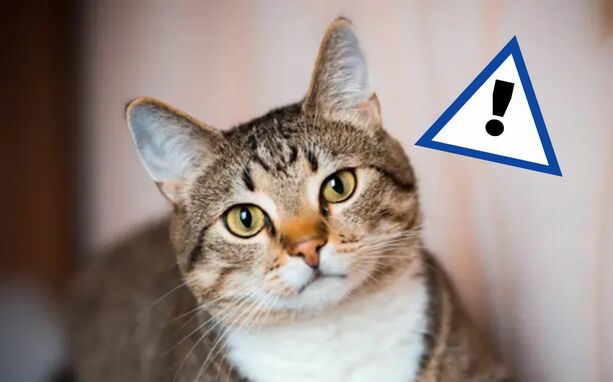 Investigadores advierten sobre hongo que pasa de gatos a personas | Foto: Google