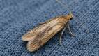 ¿Qué insecto está dañando tu ropa y cómo reconocerlo? / Chatgpt