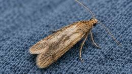 ¿Qué insecto está dañando tu ropa y cómo reconocerlo? / Chatgpt