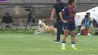 Perro invade terreno durante Atlante vs Juárez Femenil / Captura de pantalla