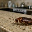 ¿Cómo eliminar cucarachas en casa de forma efectiva? Foto: ChatGPT