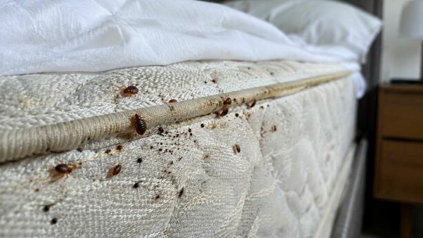 Bajada: Las chinches pueden esconderse en las costuras del colchón. (Foto: ChatGPT).
