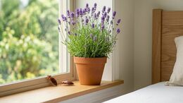 Existen formas naturales para mantener alejadas a las chinches de tu cama (Imagen creada con IA)