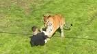 Tigre ataca a hombre que ingresó a su área / Captura