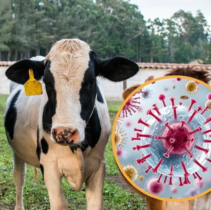 Autoridades francesas investigan si la muerte del paciente está relacionada con el virus shamonda. (Freepik)