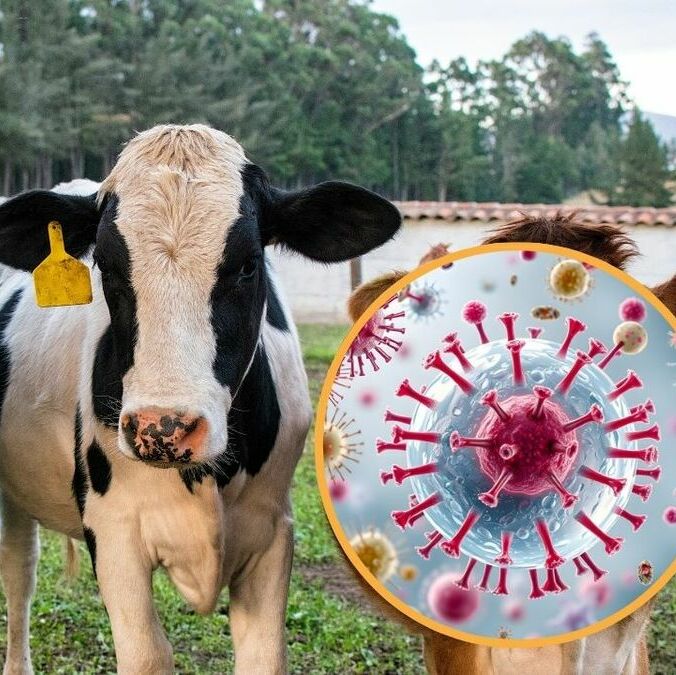 Autoridades francesas investigan si la muerte del paciente está relacionada con el virus shamonda. (Freepik)