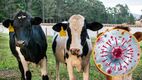 Autoridades francesas investigan si la muerte del paciente está relacionada con el virus shamonda. (Freepik)